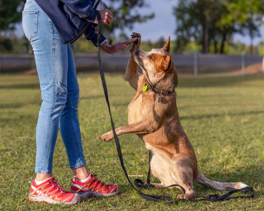 Noosa-Dog-Traiing-Advanced-Classes-03-1920x1536-4010340974.jpg.jpg