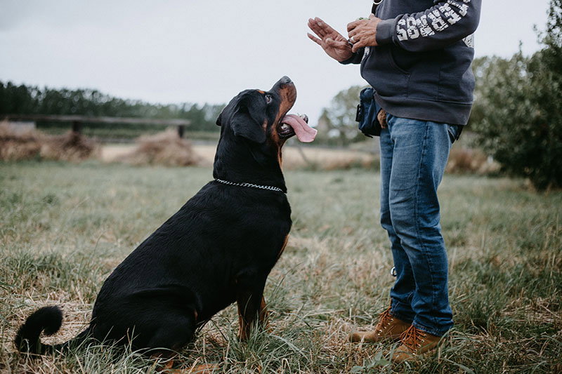 Obedience Training 101