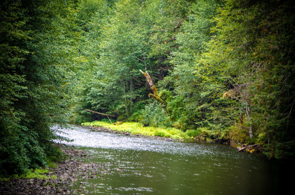 Woodland River Fishing