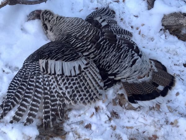 3 Day Nebraska Merriam Turkey Hunt (All Inclusive)