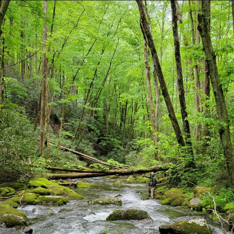 Wild Trout Fly Fishing Trip