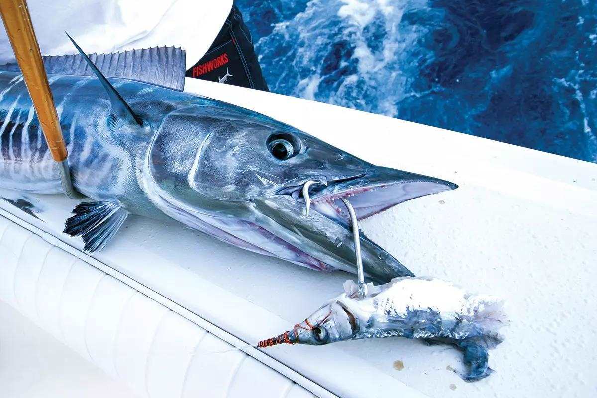 519490_fs-wahoofishing-4_hero_1200x800.jpg.jpg