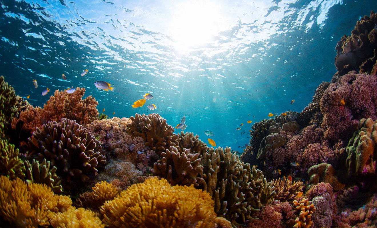 Wrecks & Reefs Trips