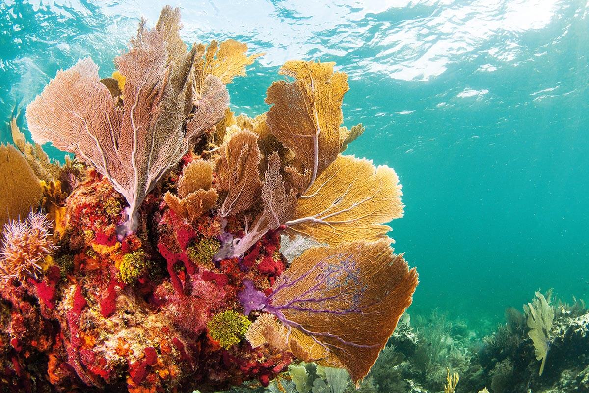 Florida-Keys-coral-17-.jpg.jpg