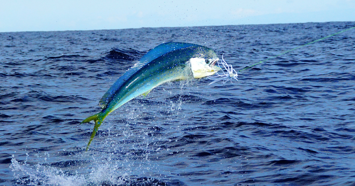Mahi Fishing Trip