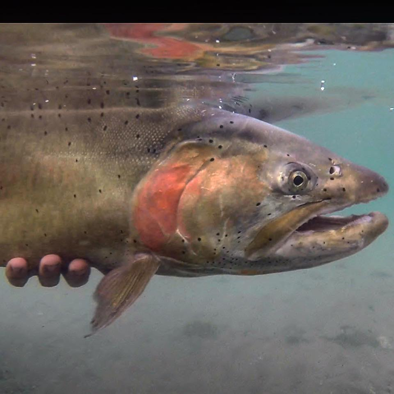 Pyramid Lake Fly Fishing Half Day