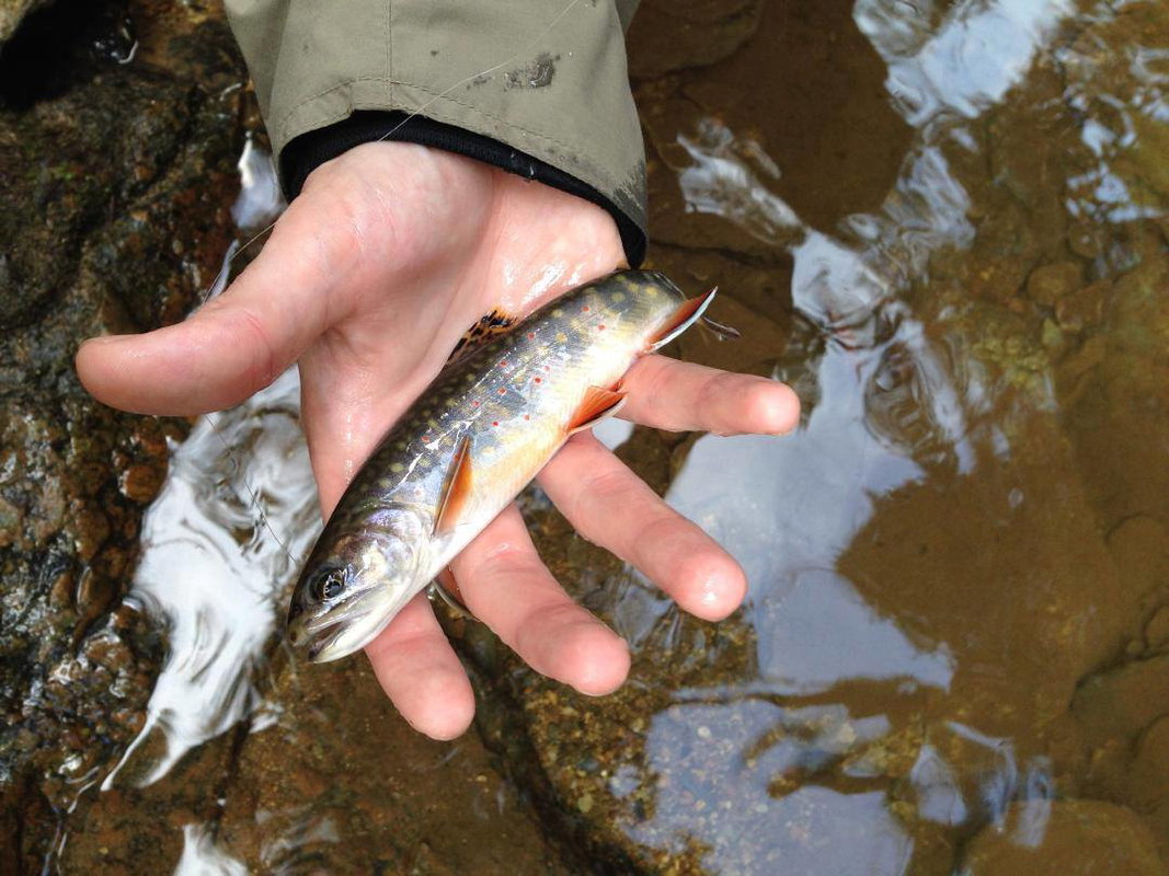 Wilderness Walk N' Wade Fly Fishing Adventure