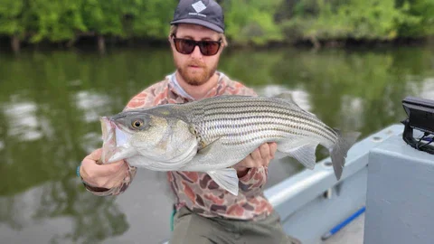 Anadromous Spring Striped Bass and Shad Run