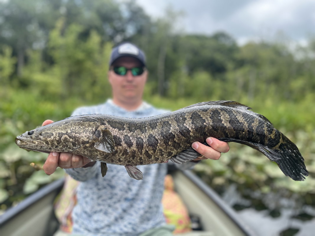 Fly Fishing for Northern Snakehead