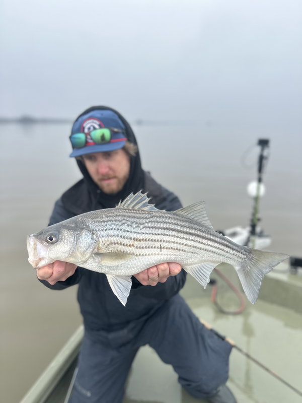 Fall Striped Bass- Tidal Rivers, Central & East VA