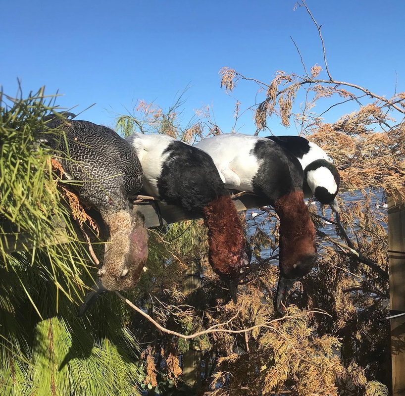 Canvasback Hunt
