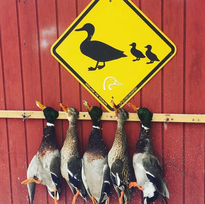 General Waterfowl Hunt