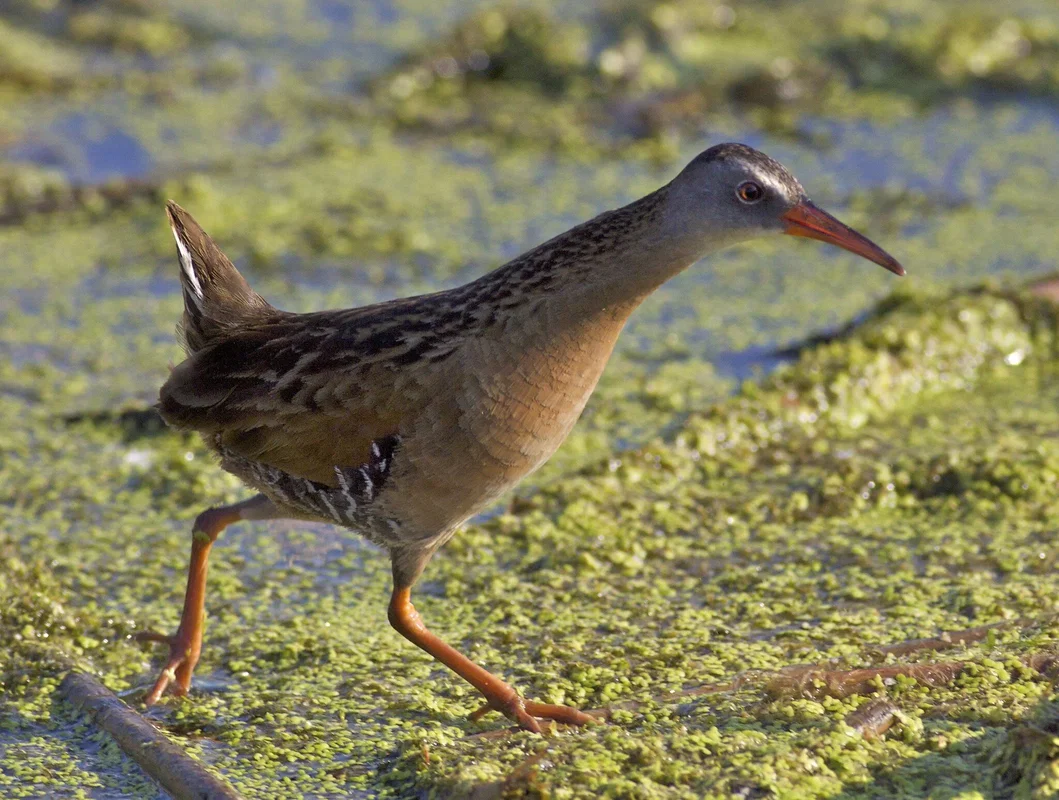Marsh Hen (Rail) Hunt