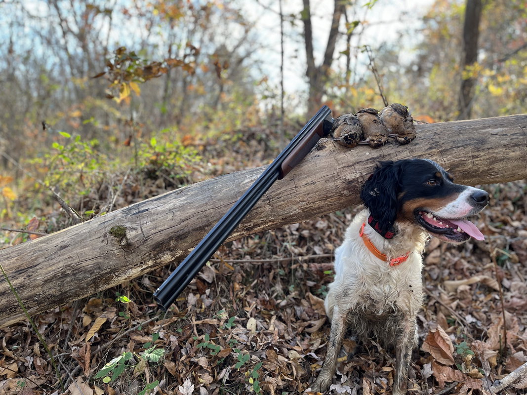 Woodcock Hunt