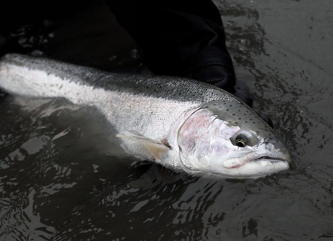 Spring Steelhead - Full Day