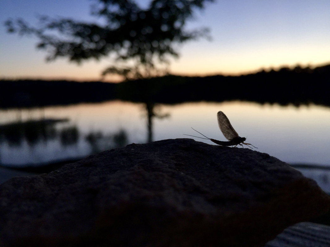 Central Wisconsin Night Hatches or Mousing