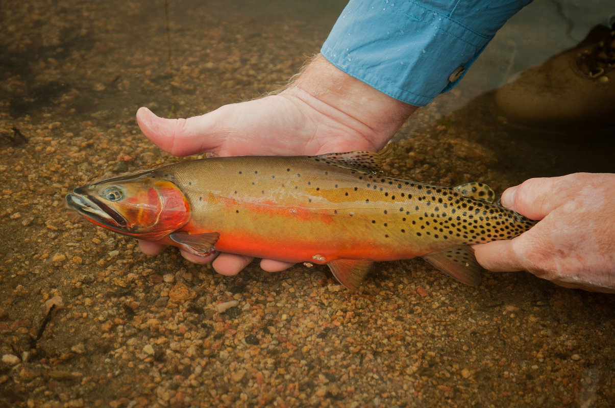 RMNP: Walk & Wade Trip