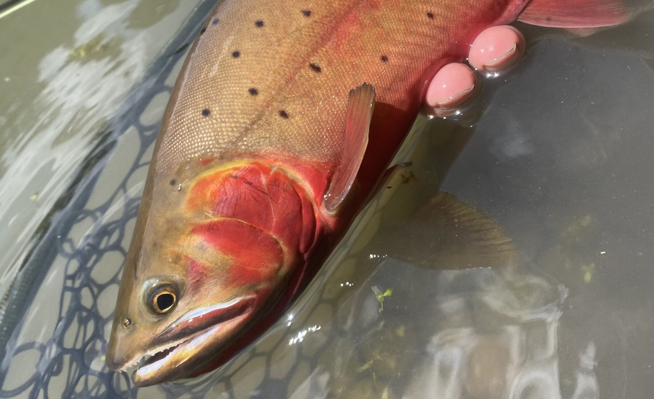 Guided Fly Fishing Boat Trip
