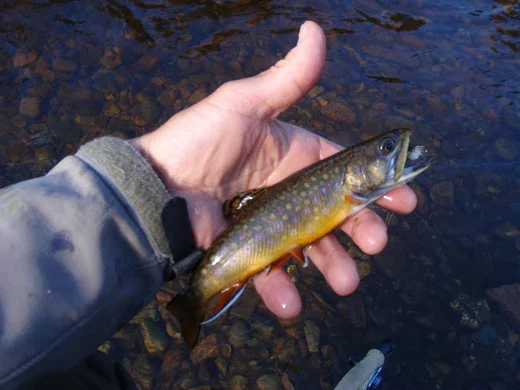 Small Streams Fly Fishing Trip Half Day
