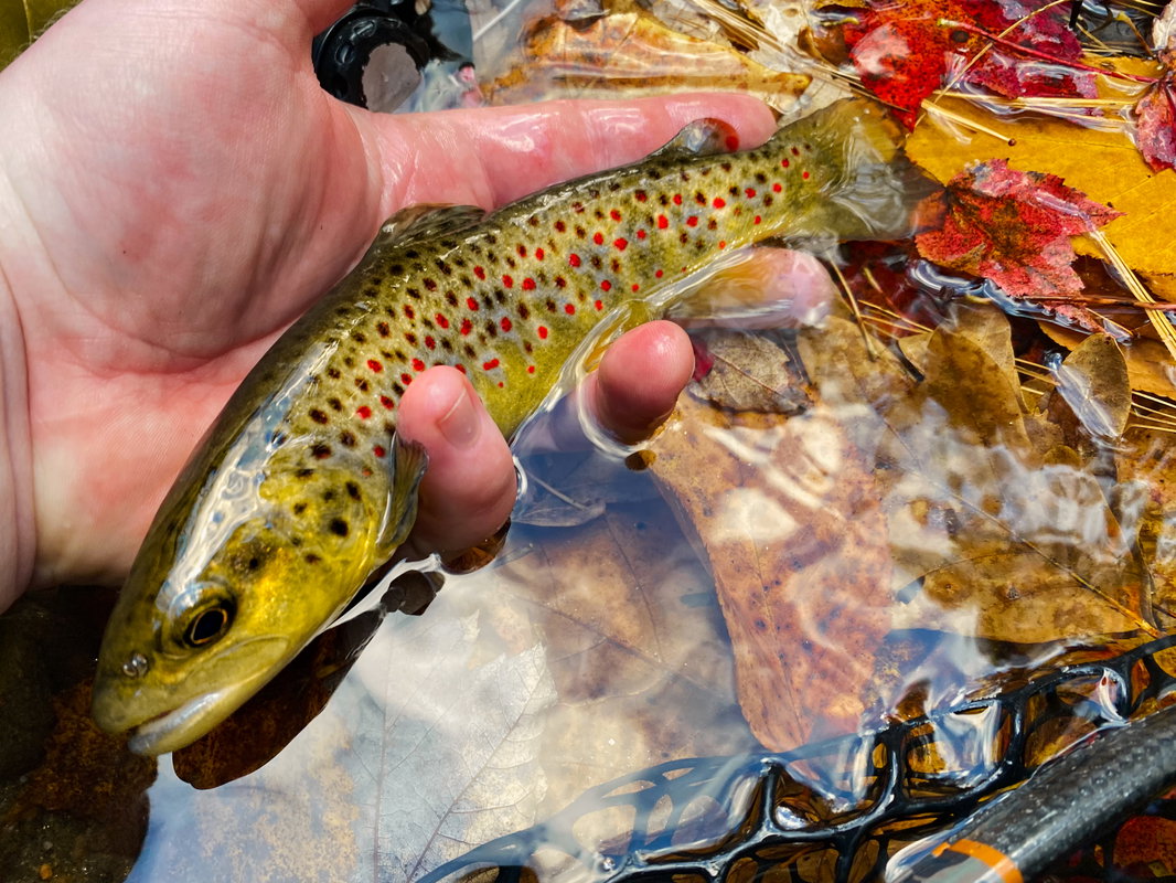 IMG_9601.jpg.jpg