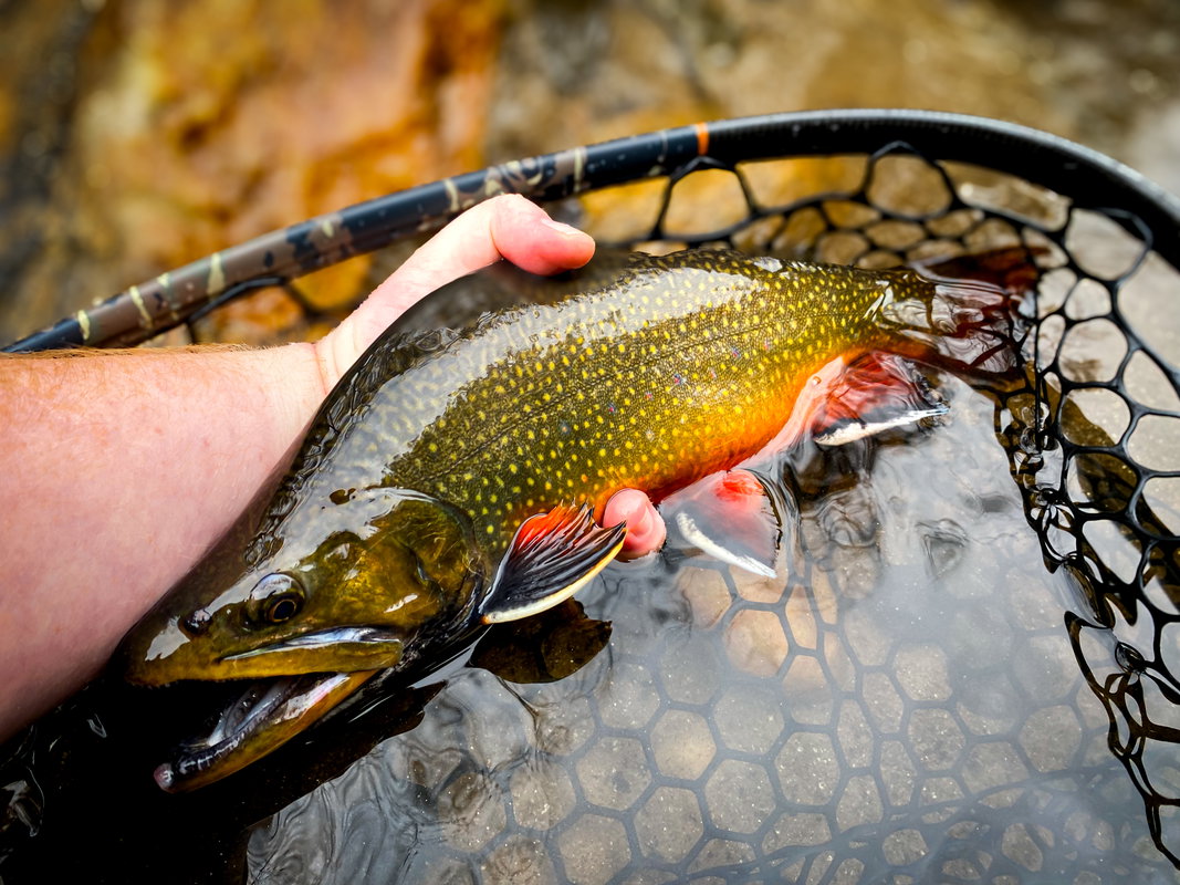 Mountain Stream Fly Fishing