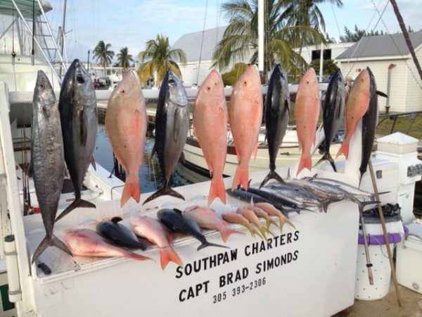 Monster-Catch-600x450.jpg.jpg