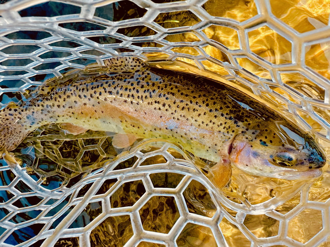 Guided Fly Fishing Twilight Trip