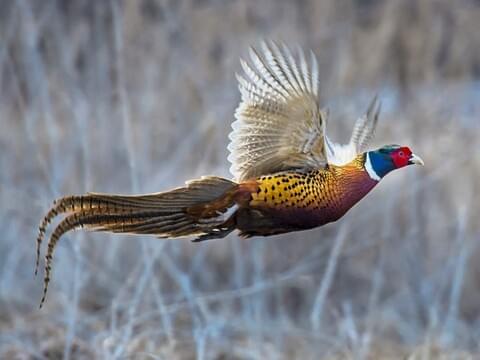 pheasant.jpeg.jpeg